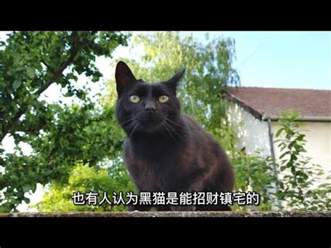 黑猫寓意|黑猫的寓意及象征，你知道多少？